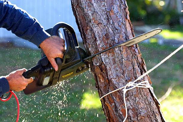 tree cuttiong service in Raleigh, NC 