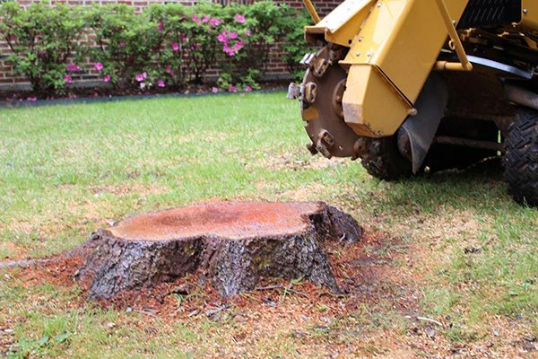 stump removal in Raleigh, NC 
