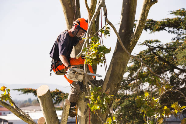  professional tree removal in Raleigh, NC